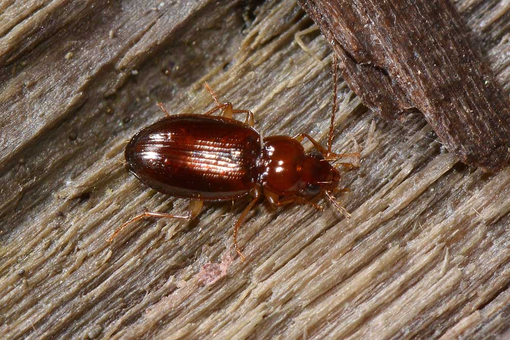 Ocys harpaloides (Carabidae)